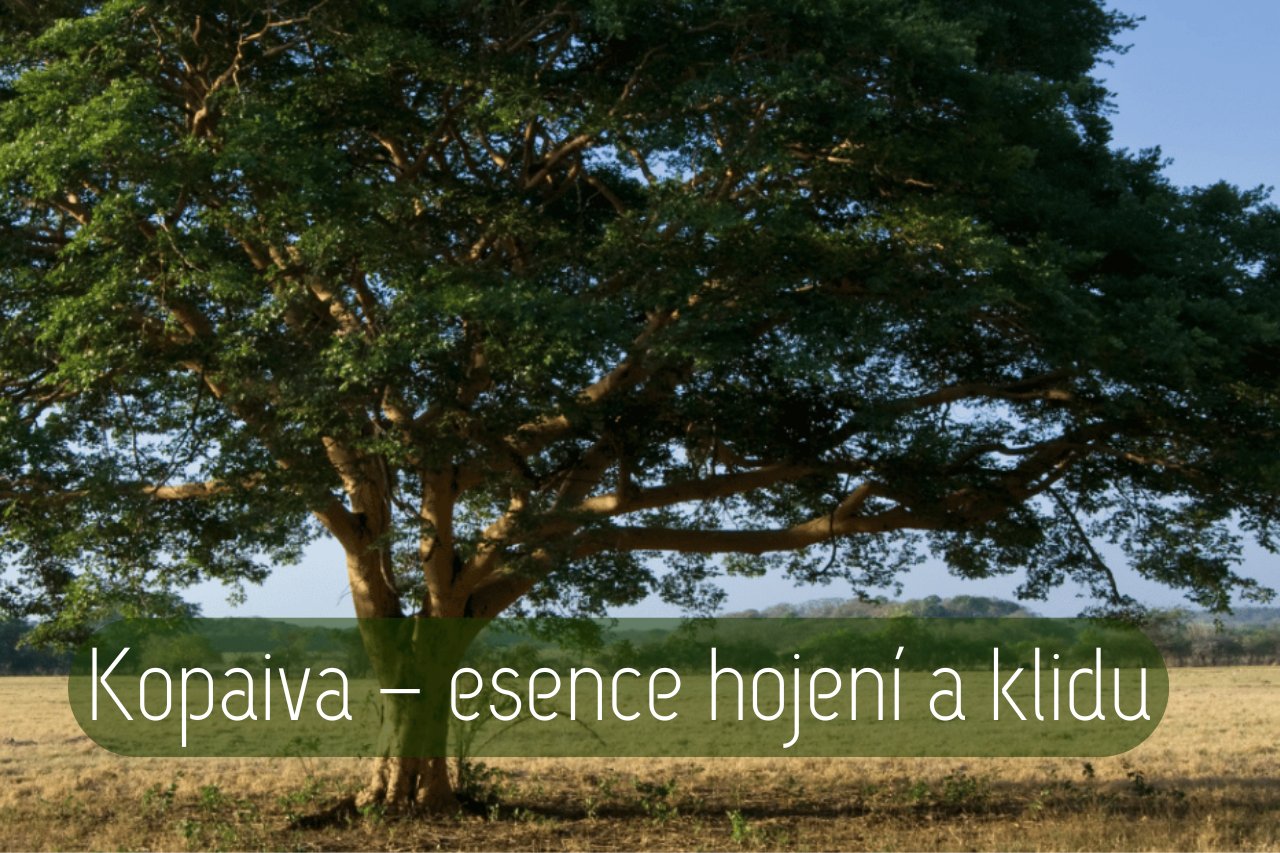 Kopaiva – esence hojení a klidu
