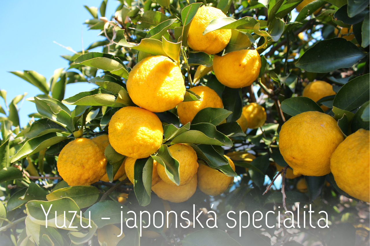 Yuzu - Citrusová specialitka z Japonska