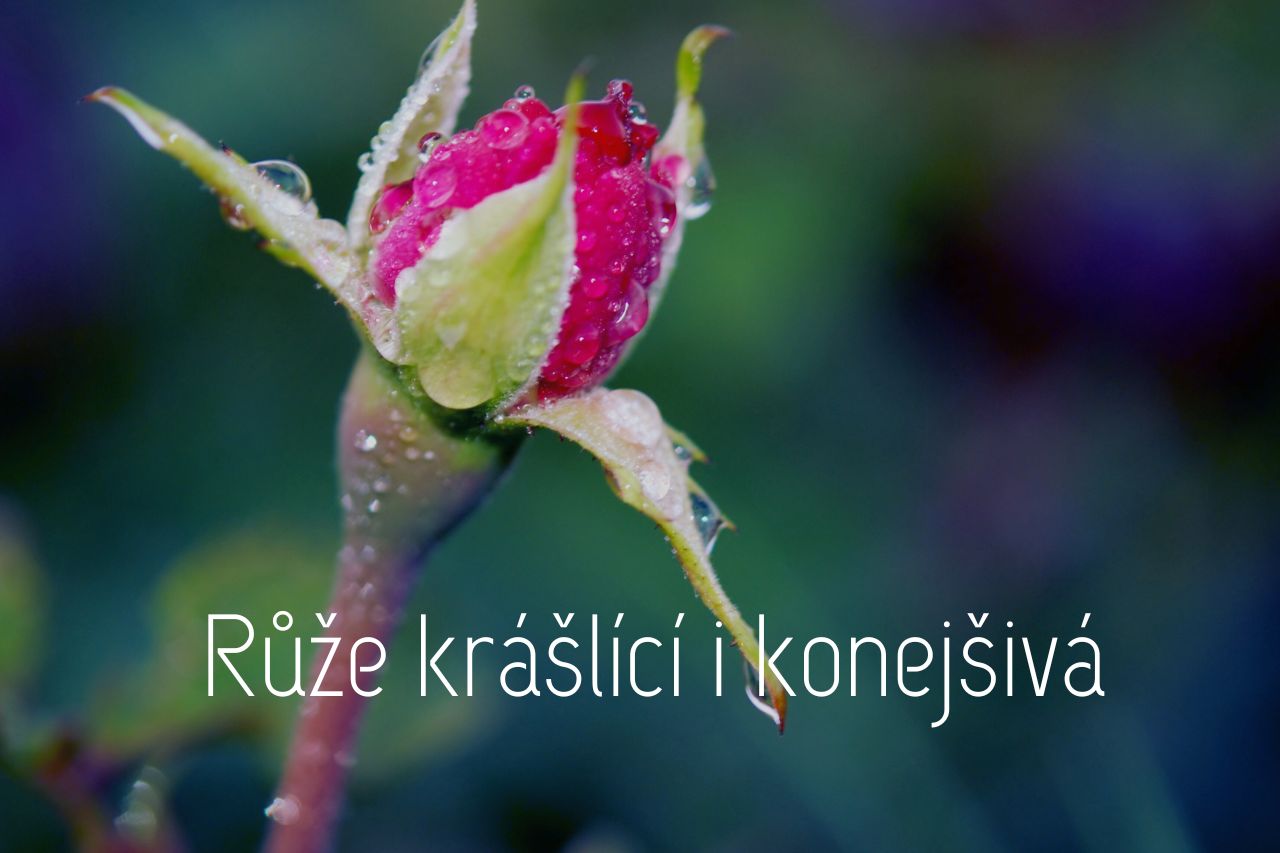 Růže krášlící i konejšivá