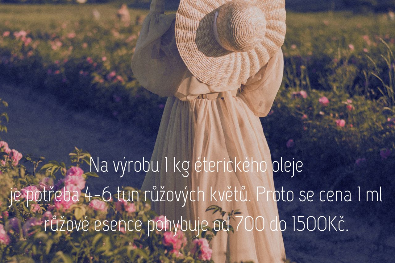 Vyrobit růžový olej je velmi nákladné