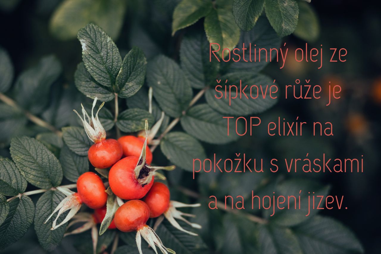 Rostlinný olej z šípkové růže je jedničkou v hojení jizev