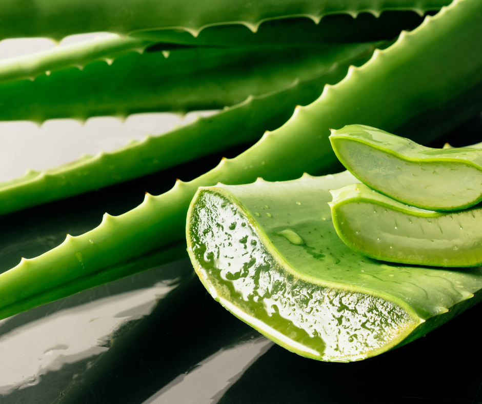 aloe vera
