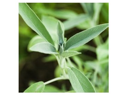 GreekSage plant