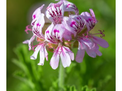 geranium ruzove