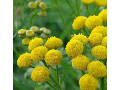 Snímek obrazovky 21 3 2025 132428 naturesgift.com