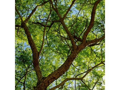 Rosewood plant 1 (1)