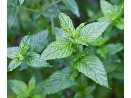 Návrh bez názvu(1)