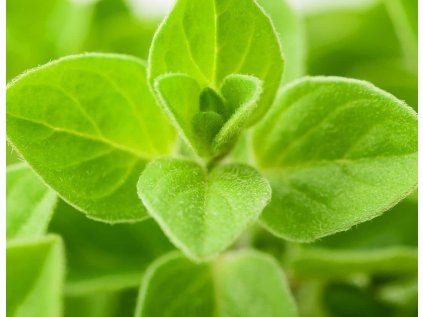 MarjoramSweet plant (1)