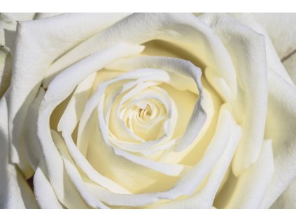 white rose 3170283 1280