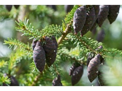 smrk cerny essentia nobilis