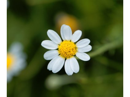 Chamaemelum nobile(1)