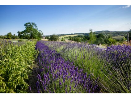 Snímek obrazovky 2025 11 26 193930