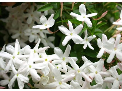 Jasmín grandiflora absolute v 10% ředění 5 ml