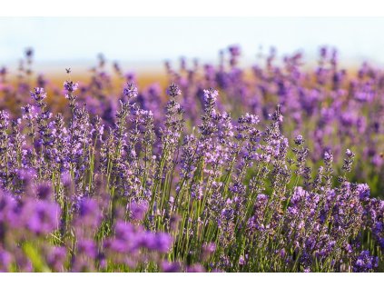 anglicka levandule