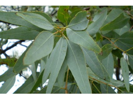 Eucalyptus staigeriana