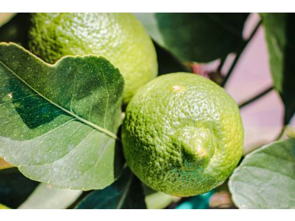 limeta essentia nobilis