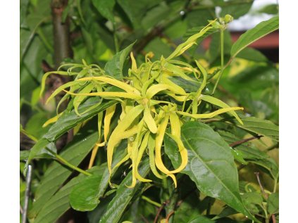 ylang ylang flower 1118057 1280