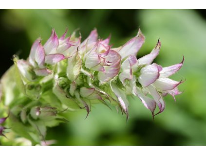 clary sage 7259910 1280