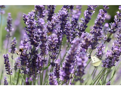 Levandule