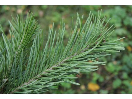 jedle sibirska essentia nobilis