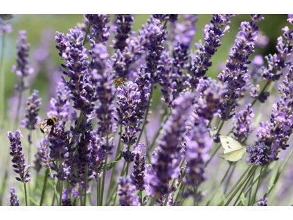 levandule co2